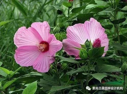 『适合』适合庭院种植的27种常用宿根花卉