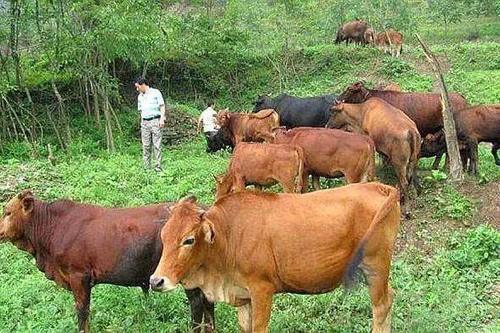  「返乡」返乡夫妻养牛，饲料费一分钱不要，一亩纯赚十万，还能