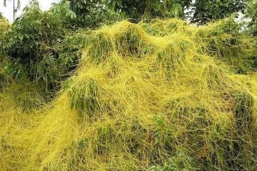  「害草」农村公认的“金丝害草”，人们种植来致富，才知价值珍贵能补肾