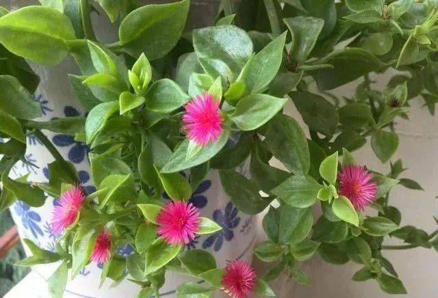  养花：阳台养花就养这6种花，既能当花养，又能当菜吃