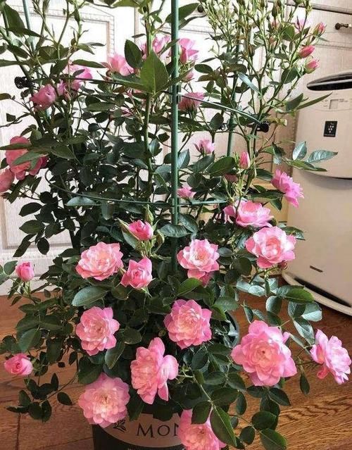 『天荷』此花颜值不输荷花,气质远胜玫瑰,好养耐活易爆盆,比兰花强多了