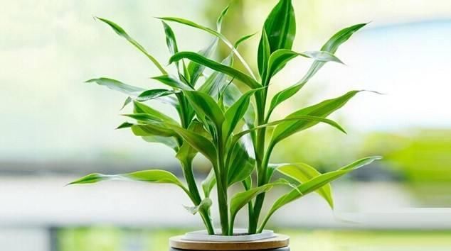  『救活』富贵竹黄叶就扔？直接来几刀，用点“药”，就救活，叶子油绿！