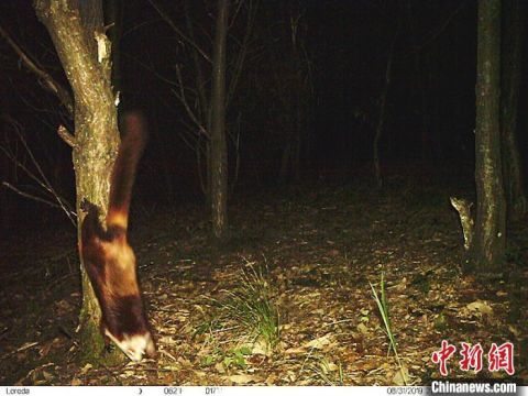 神农架国家公园：林中“藏”相机 “神兽”频“抢镜”