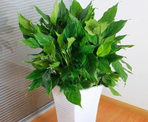  #家里#这几款植物养在家里，花期长易打理，开花量大，花开枝繁叶茂