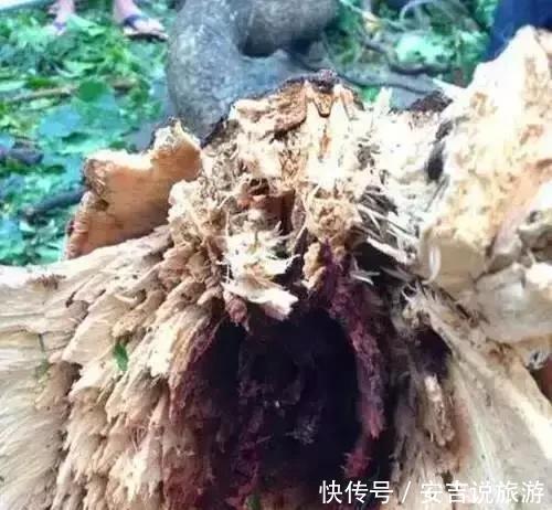 #小时#最大的黄花梨树,40个保安24小时看护