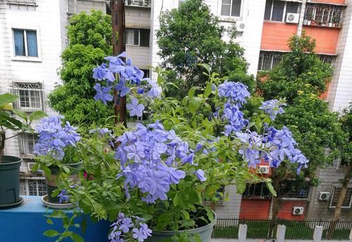  扦插：爱花不如养盆“它”，随便摘根枝条来扦插，开花爆盆一整年，真靓