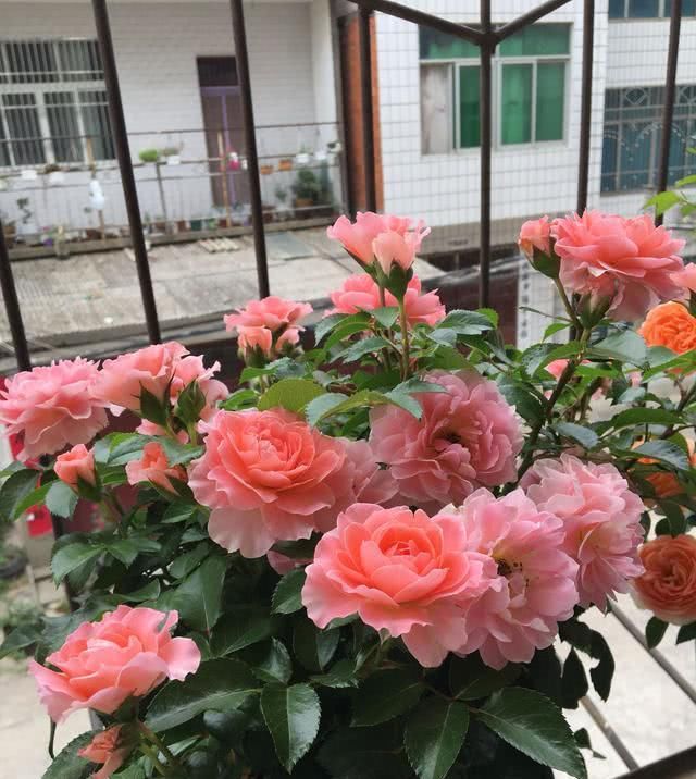 漂亮:此种世界名花,四季都开花,漂亮又芳香,可阳台盆栽,很受欢迎!