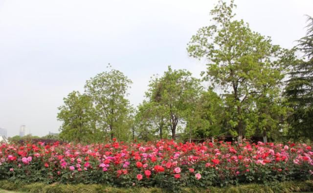  『拍摄于』月季，花开时节动商城