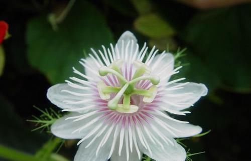  #清肺#农村一植物，人称“龙珠果”，能清肺能止咳，野外遇见，请勿错过