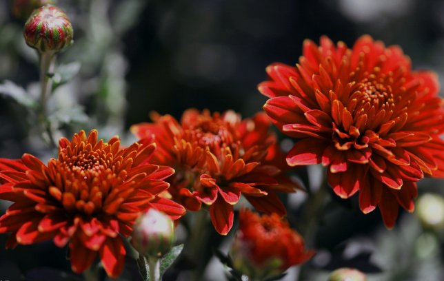  [暗淡]喜欢菊花，就养盆“菊中珍品”万山红遍，花朵鲜艳美丽，幽香暗淡