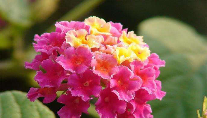  家里■这种植株，市场上10块钱一大把，摆家里“观叶”又“赏花”！