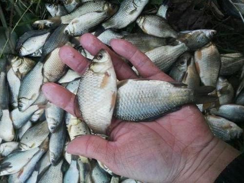  三小时|农村野河钓鲫鱼，三小时钓了5斤多，钓着真过瘾！