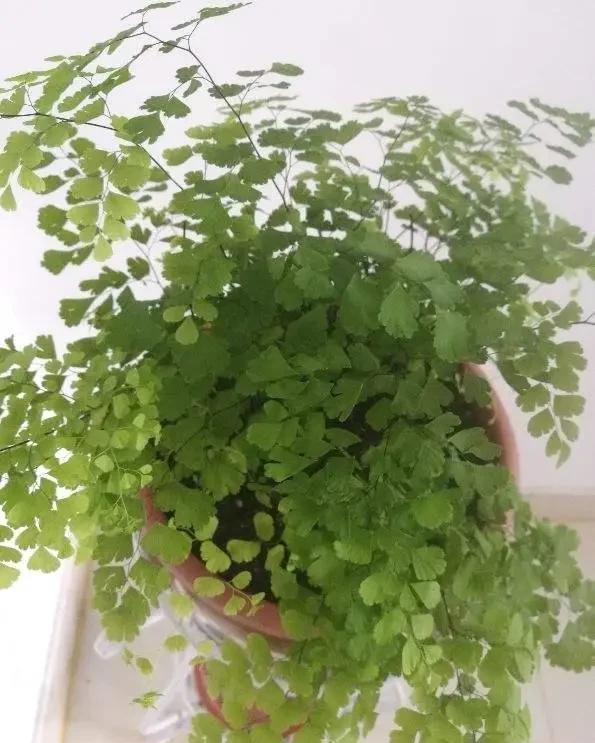 猪笼草|一个房间一盆花,清新驱蚊虫