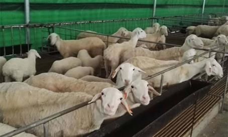  「湖羊」养殖湖羊，这几点要注意