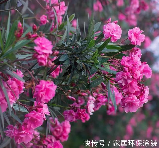  『赶紧搬』卧室养花需谨慎，这五种花千万不能养，卧室植物如何挑选？
