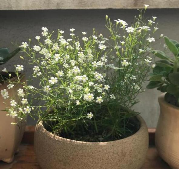 种植@此花盆栽要求低,种植一次可年年赏花,枝叶四季常青长爆盆