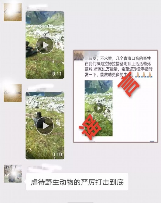 网民举报有人在西藏山南勒死藏羚羊 官方辟谣