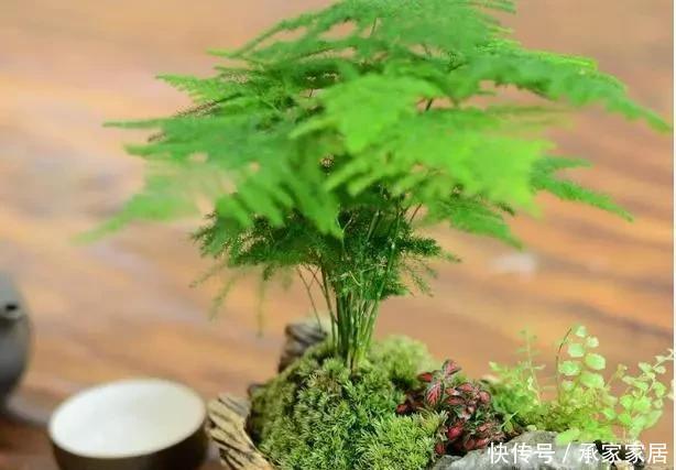 家里|这2种花最“养人”,家里养1盆,空气清新,还杀菌
