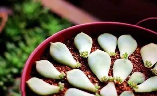  『提高』多肉植物叶插，谨记这9点小技巧，可提高成活率
