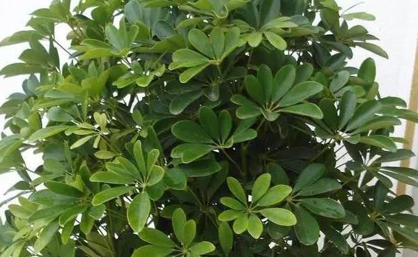  [植株]家中有这几款植株，好看又好养，总有一盆适合你