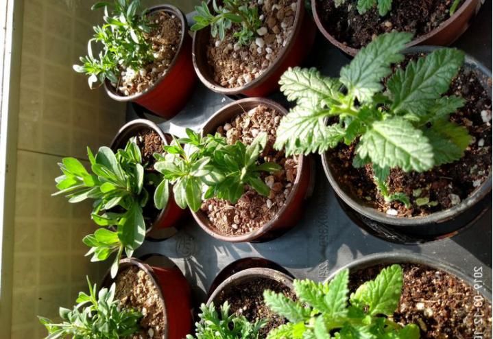  「免得」6种花一长高就剪，免得不开花！