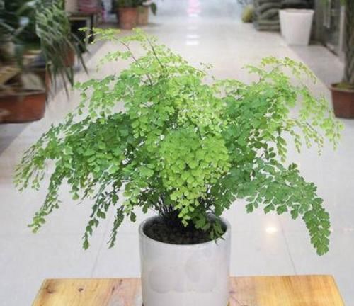  「养护」2种植物“别乱放”，放阳台“养不好”，家里要是有，要搬走！