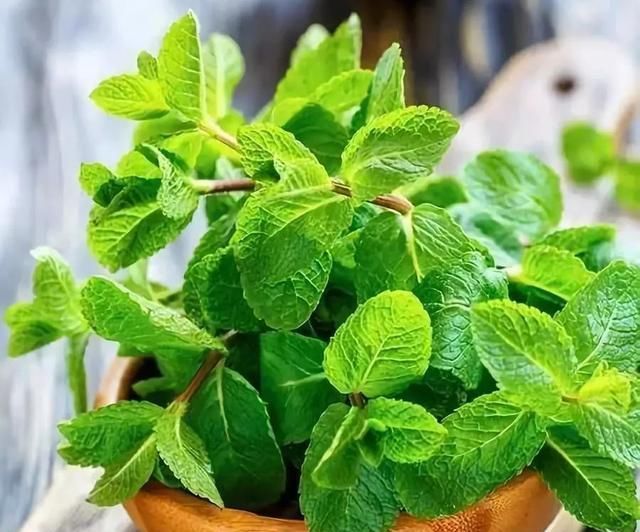  『植物』这几种植物,秋季最好不要施肥,否则就只剩个盆