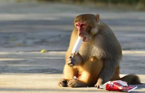 峨眉山猴子“太逗”见游客拍照竟做出如此可爱动作，网友：笑喷了