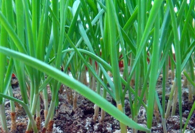 「韭菜花」阳台用韭菜盆栽,一年可收获一次。这种花也可以做成韭菜花,味道鲜美