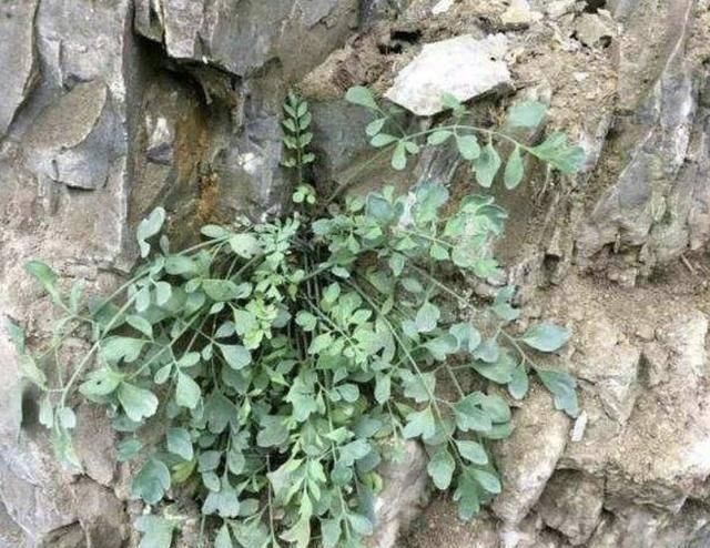  【悬崖】悬崖边的1种“野草”，散发着一股气味，叶片小、根茎大，珍贵