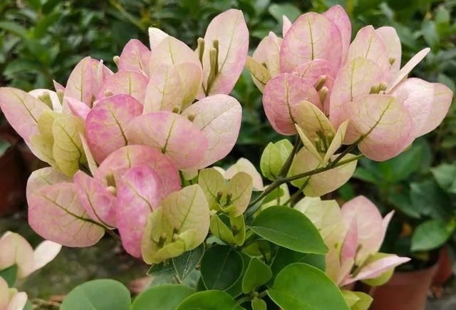  「暗斑夕阳红」这13种三角梅被称“开花机器”小苗就不断开花，适合阳台盆栽