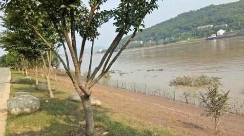  「湖南人」此鱼各地叫法各不相同，湖南人叫“黄鸭叫”洪水退后非常好钓