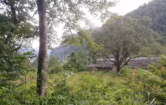  「大若岩镇」温州芙蓉岭古道，浙江省十大人文古道之一