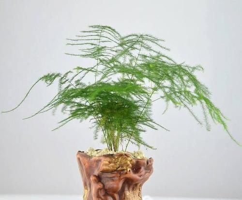  放心：文竹有毒吗？文竹可以放在卧室内吗？没有毒的放心摆放