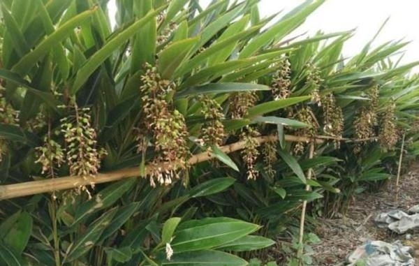 老农民在农村种植致富1年挣40万，2种方式赚大钱！