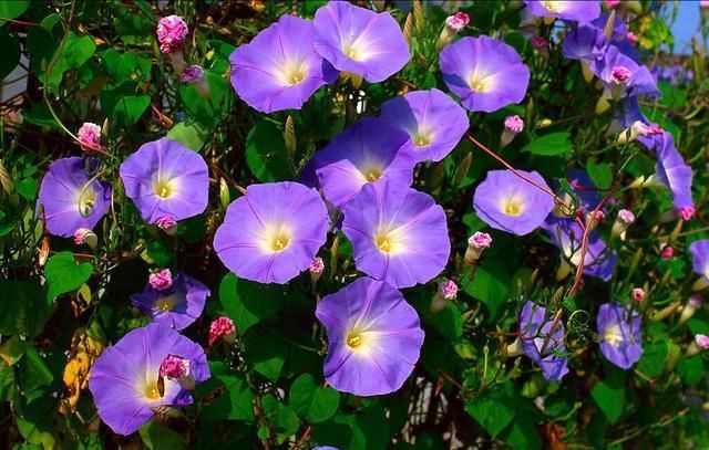  『耐晒』夏天到了,养1棵这个“开花机器”,耐晒生长快,开花不断