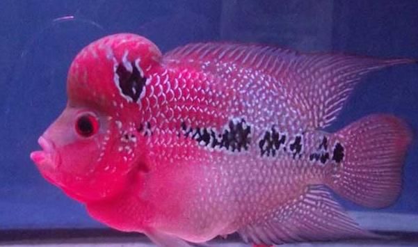  #患病#鱼缸出现腥气，3个方法帮你找到原因