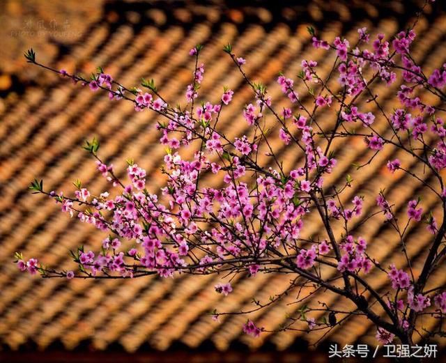 【空谷幽兰】烟雨花香又一春