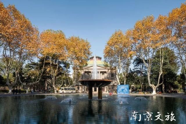 南京这些大学都有最美梧桐大道,有没有你的母校?