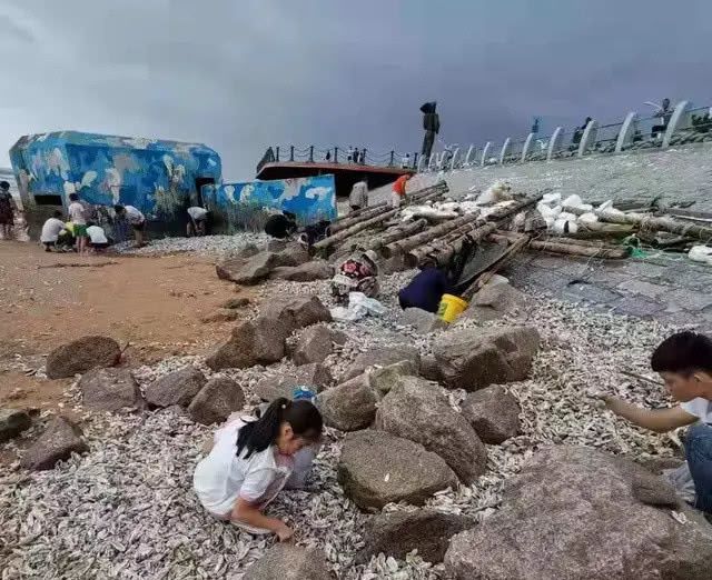 台风过后的青岛海边，捡海蛎子的市民一麻袋一麻袋的往家运