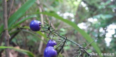 农村这种野果，爷爷说“只能看不可触碰”在民间是独特的珍贵药材