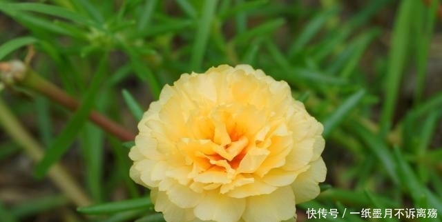 扦插繁殖:太阳花,可晒可旱耐粗养,做好“2方面”夏秋开满盆