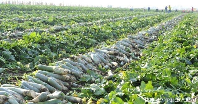 年年种年年滞销，今年河南6万吨无人要，农民苦不堪言