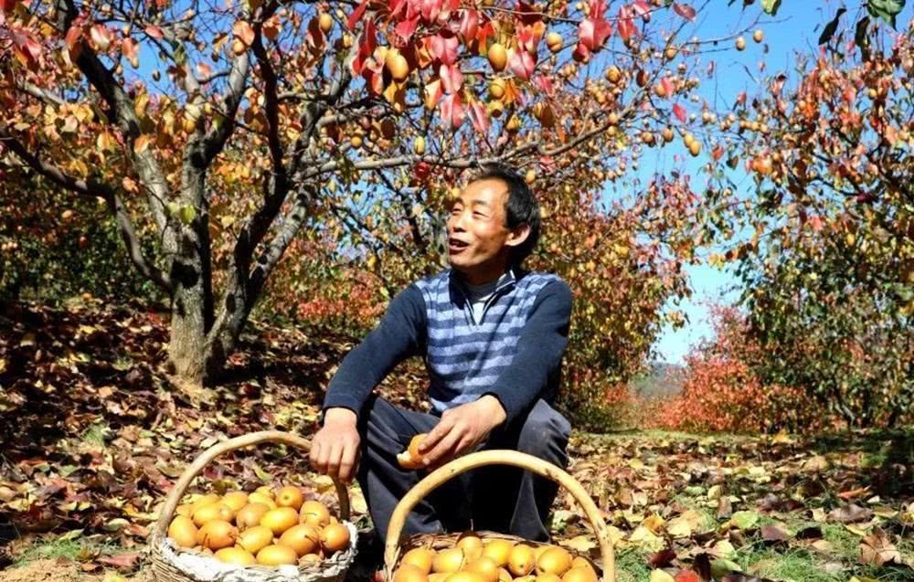  [金珠]号称最具前景水果，果批市场26元一斤，看的人多，买的人