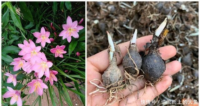  「栽培」此款球根植物，种植很简单，一年开花很多次，花色美丽，值得栽培