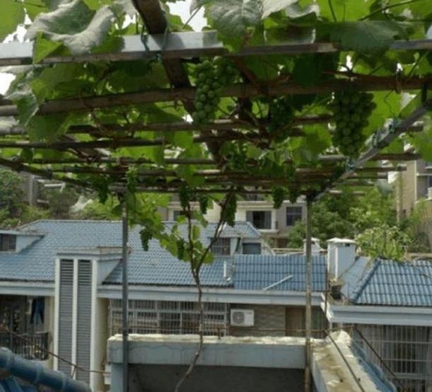  『葡萄』在家养绿植不如阳台种葡萄，既能看又能吃，夏季还能乘凉避暑