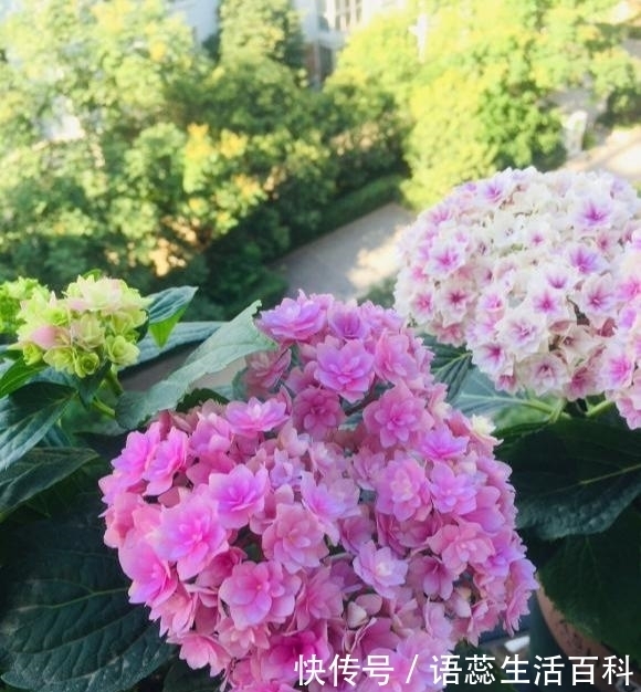 枝条|夏天4种花,赶紧动手来扦插,插一棵活一棵,20天就开花