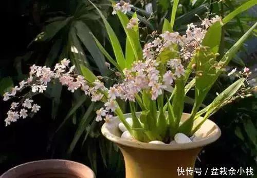 环境|买回来的植物先做到这三步,才会越长越好!