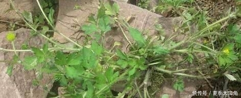  『养花久』1种野草，人称“鹅不食”，农民砍了当柴烧，殊不知，能治咳喘