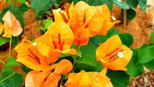  『开爆』喜欢三角梅，不如养盆“珍惜名品”柠檬黄三角梅，花开爆盆美极了
